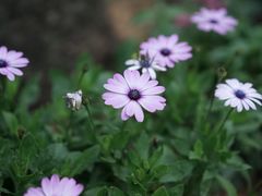-深圳仙湖植物园-停车场