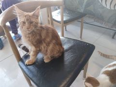 -平行世界·猫咖(首经贸店)