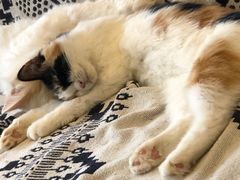 -平行世界·猫咖(首经贸店)