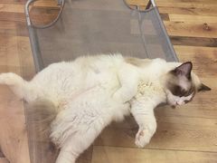 -袖虎·猫馆(体育西路店)