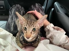 -纳吉亚猫专科动物医院博雅分院