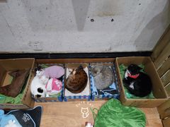 -猫色咖啡·猫咖