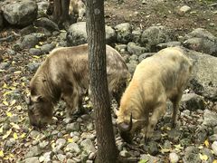 -青峰峡国家森林公园