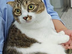 -四月宠物医院·猫专科·心脏专科·内科(转塘店)