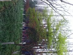 iphone_upload_pic-柳浪闻莺公园