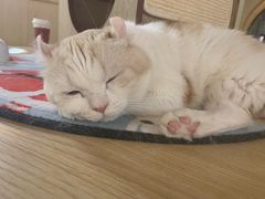 -猫和宫(六道口店)