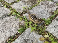 -五营红松林海景区