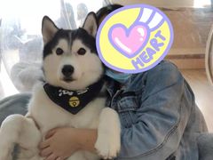 -Husky Go! 哈士奇体验馆·宠物咖啡厅狗咖