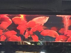 -万商花鸟市场