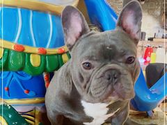 -more than meow吴止猫主题餐厅(承德 中船汇店)