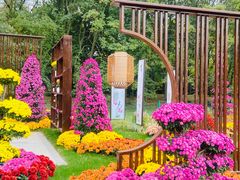 -上海共青森林公园