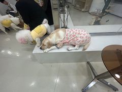 -共舞时光猫咖·狗咖(新街口店)