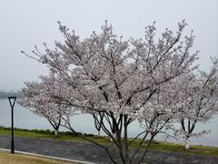 -羊山湖公园
