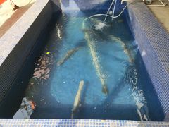 -鸿渡渔庄·特色鸭咀鱼