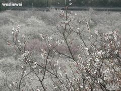 -香雪海