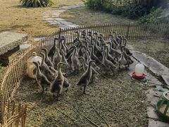 -开平碉楼文化旅游区马降龙景区