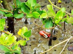 -北海金海湾红树林生态旅游区