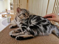 -猫和宫(六道口店)