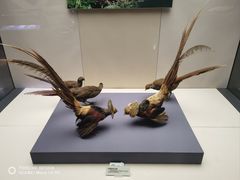 -天津自然博物馆