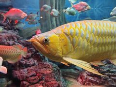 -上海海洋水族馆