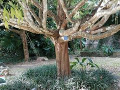 -中国科学院西双版纳热带植物园