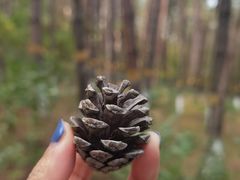 -帽儿山国家森林公园