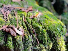-牛角寨瀑布景区