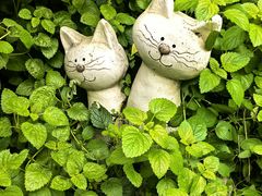 -猫米花园