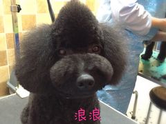 -我爱吾宠宠物美容院(朝阳路店)