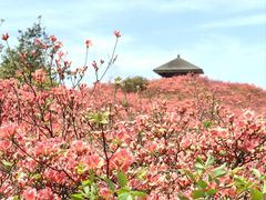 -大围山国家森林公园