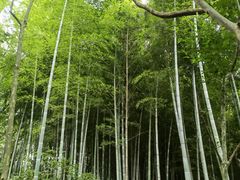 -上海佘山国家森林公园天马山园