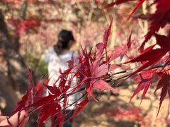 -崂山巨峰游览区