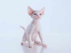 -麒麟缅因猫舍·十五年缅因猫选购中心