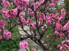 -南汇桃花村