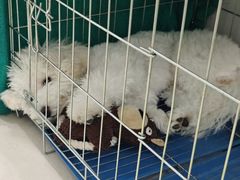 -科道动物医院·急重症中心(万达院)
