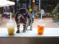-有猫主题·治愈系猫咖(曾厝垵店)