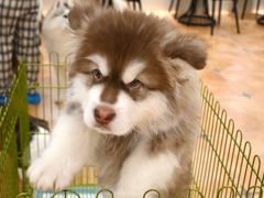 -Let's go狗咖·猫咖·奶狗·桌游(春熙路IFS店)