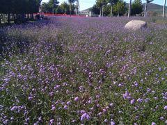 -羊亭河湿地公园