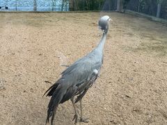 -盐城丹顶鹤湿地生态旅游区