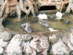 -海南热带野生动植物园
