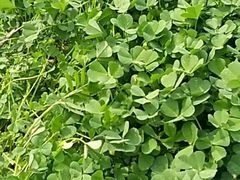 -傣妹火锅(狮子桥店)