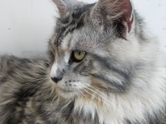 -猫在这儿猫咪咖啡馆·撸猫馆