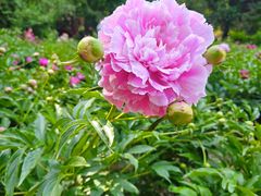 -长春公园(普阳街道)