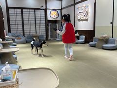 -逗柴咖啡屋·狗咖猫咖宠物桌游