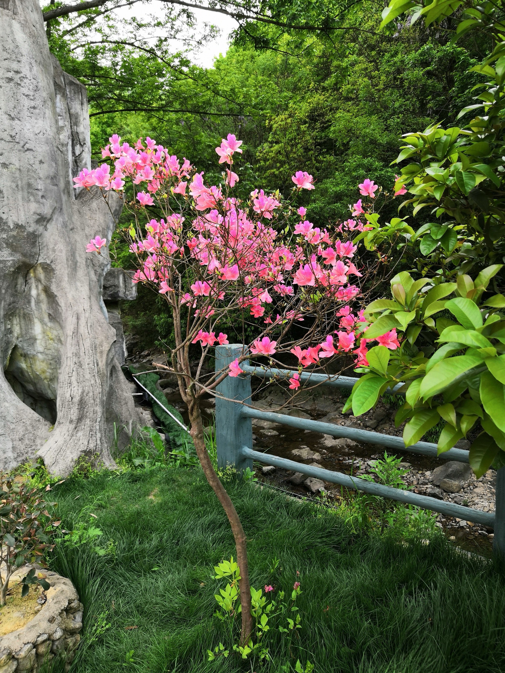 六安市市花图片