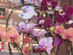 店内蝴蝶兰好漂亮-徽州月·民间徽菜(浦东总店)