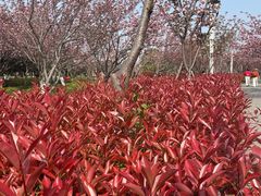 -高东镇樱花园