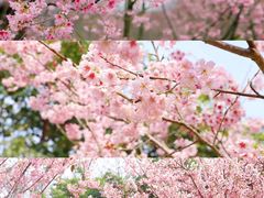 -福建鲤鱼洲酒店