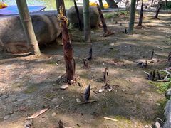 -原乡芦茨咖啡