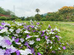 -南宁花花大世界景区